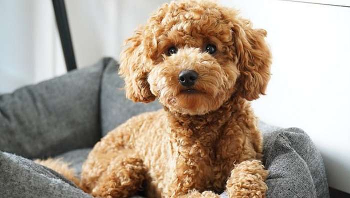 Исследователи придумали новую формулу для определения возраста собак