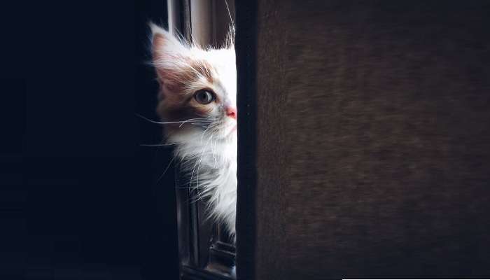 Во Львове посчитали всех уличных кошек