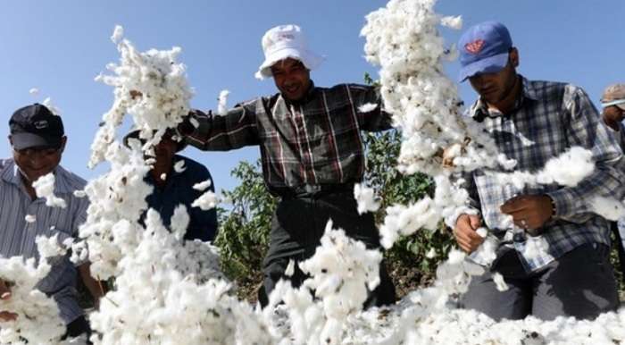Ціни на бавовну підскочили до максимуму за 10 років