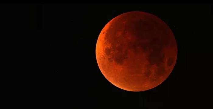 Стало известно, что делают животные во время затмения