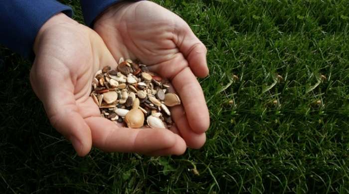 Семена для посадки: Все ли проростут?