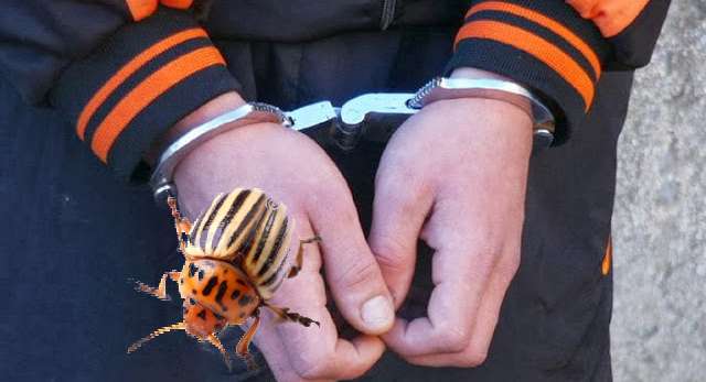 Мера наказания сепаратистам Донбасса – штраф или тюрьма