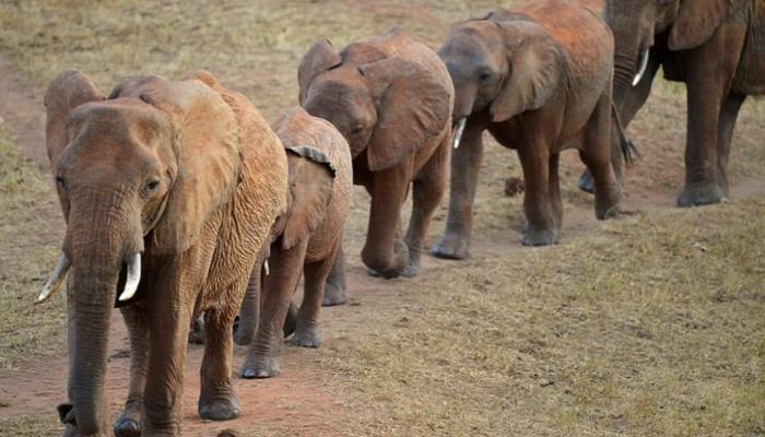 Трамп одобрил убийство вымирающих слонов и ввоз трофеев в США