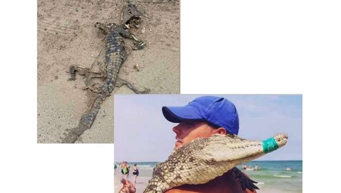 У містечку Запорізької області знайшли мертвого крокодила