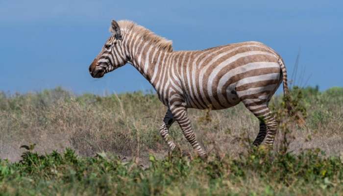 Фотограф запечатлел на камеру зебру-блондинку
