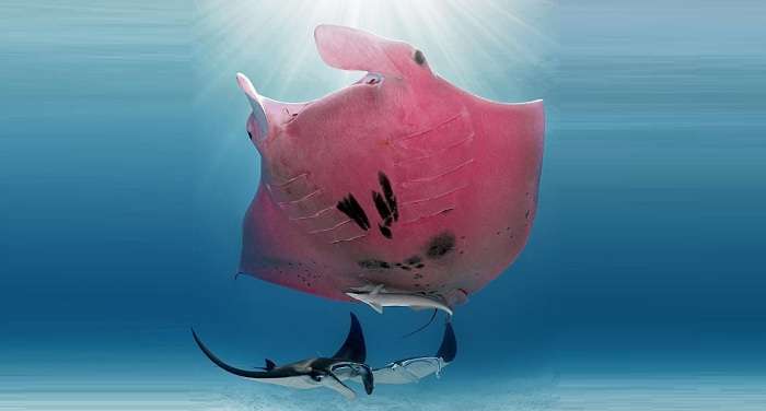 Появилось новое фото уникального розового ската