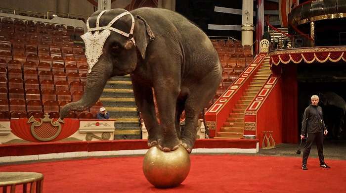 На автомойку в Черновцах привели искупать слона (ВИДЕО)