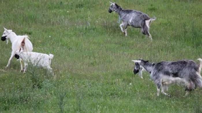 Фермер из Днепра надел на коз защитные маски