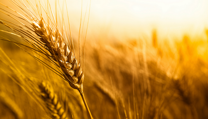 У Росії виник дефіцит першокласної пшениці