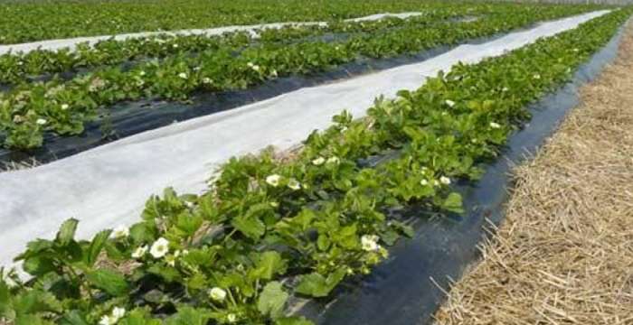 Агроволокно – спасение для хрупкого растения