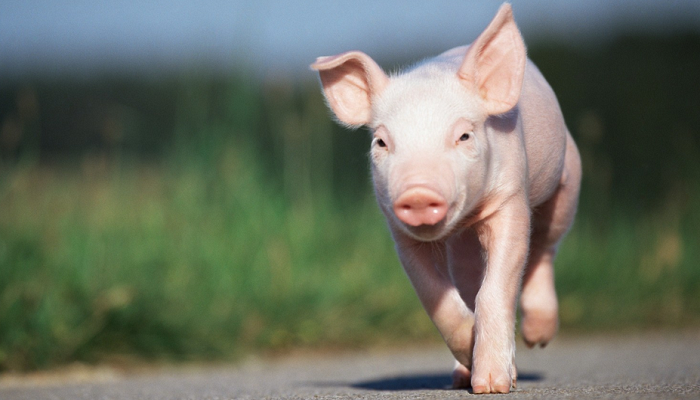 Росія програла спір із СОТ щодо заборони імпорту європейської свинини