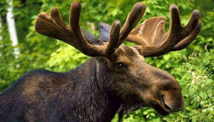 С браконьеров будут взыскивать вчетверо больший штраф