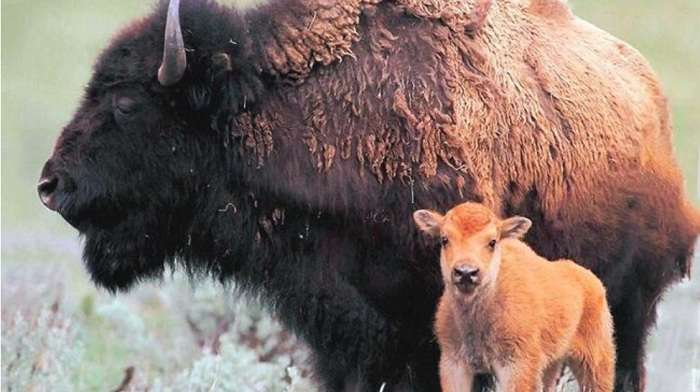 В Аскании-Новой состоялось аномальное пополнение