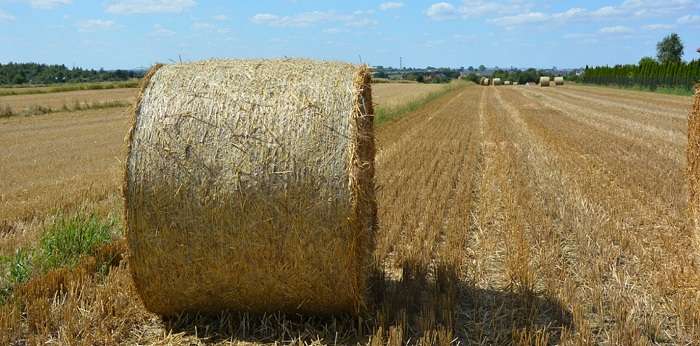 Виды кормов для крупных животных и их отличия