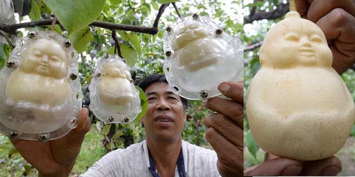 Китайский фермер вырастил груши в форме кукол