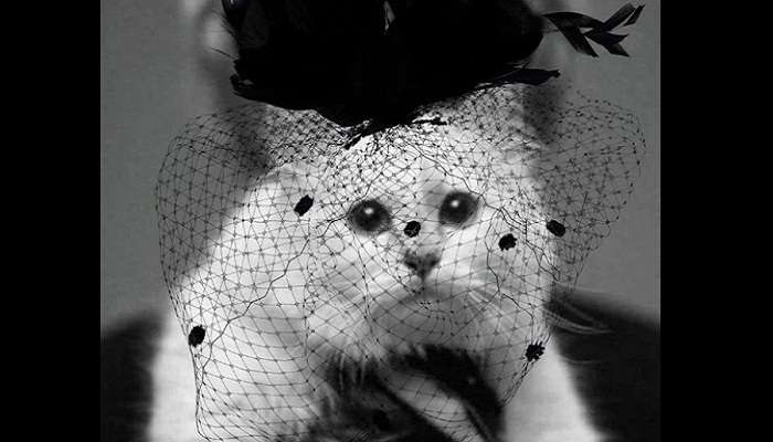 Кошка Карла Лагерфельда унаследовала £150 млн