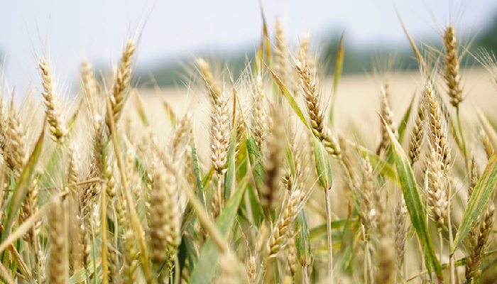 WSJ назвало американскую пшеницу неконкурентной по сравнению с российской