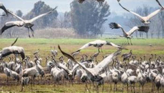 В Ізраїлі небезпечна інфекція вбила тисячі журавлів