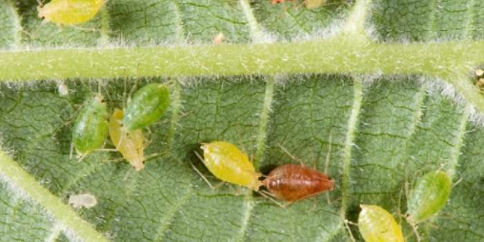 Интексициды – спасение для сада и огорода