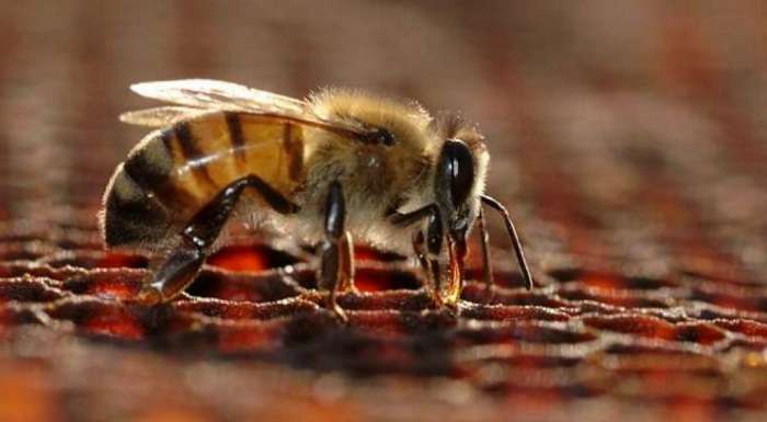 В Україні очікується недобір меду