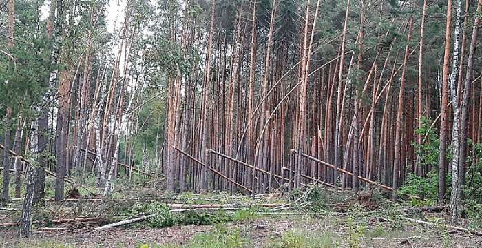На Черниговщине ураган «снес» 160 гектаров леса