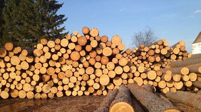 Журналіст запропонував спосіб вирішення проблеми з вирубуванням лісу