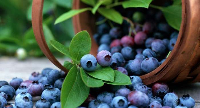 Черника с Чернобыля: полиция поймала продавца опасных ягод