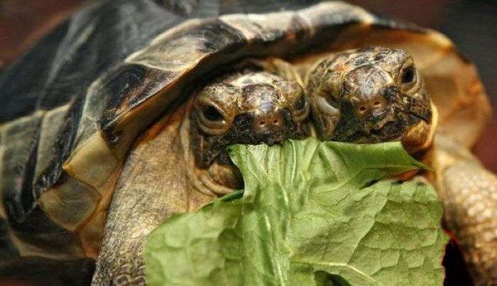 В Женеве черепаха с двумя головами отпраздновала юбилей