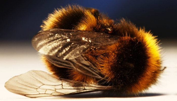 В Калифорнии уничтожили сотни тысяч привезенных из России пчел