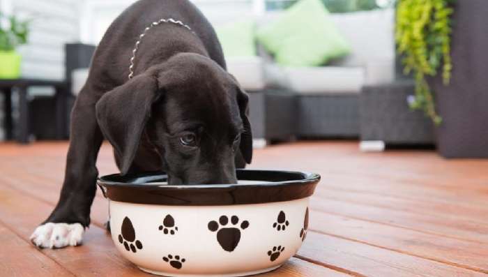 Корм для собак – Отдаем преимущество сухому