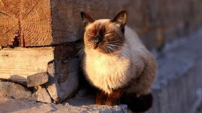 Синоптик спрогнозировала возвращение тепла в Украину