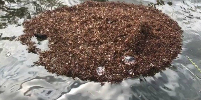 После урагана Флоренс на поверхности воды начали дрейфовать опасные муравьи