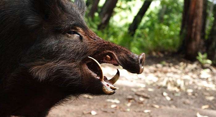 Польша закроется забором от российских инфицированных кабанов