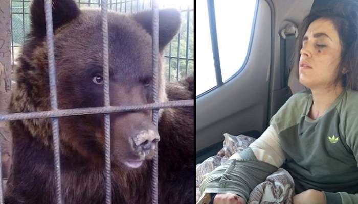 На Ивано-Франковщине медведь набросился на посетительницу базы отдыха