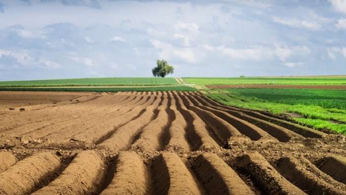 ВРУ найближчим часом не зможе запустити ринок землі – Арахамія