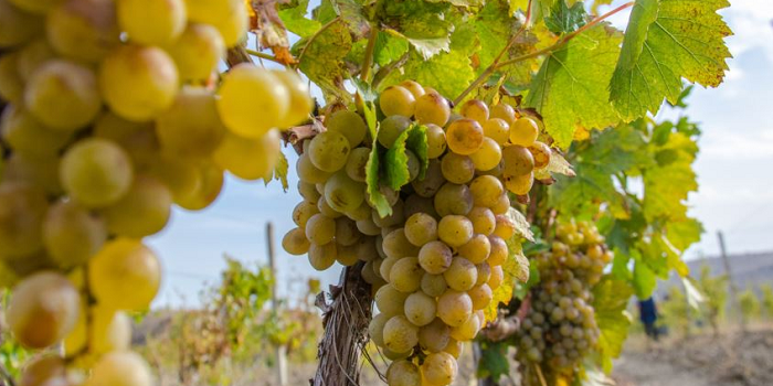 Оккупанты Крыма собрали низкий урожай винограда