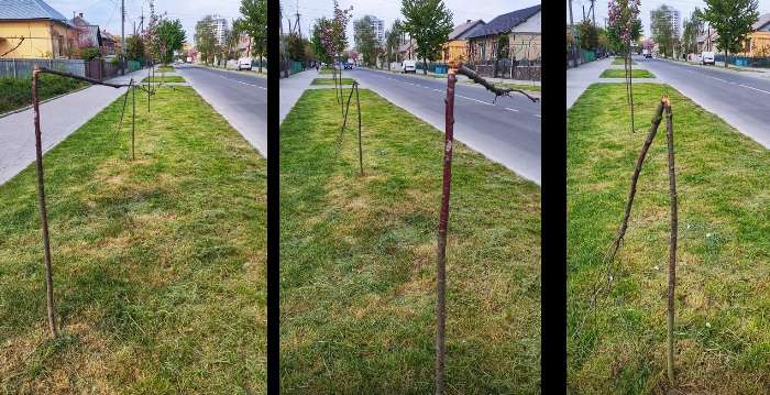 Вандалы поломали деревья в украинском городе сакур