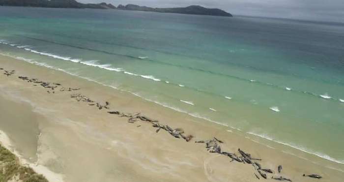 145 китов выбросились на пляж в Новой Зеландии