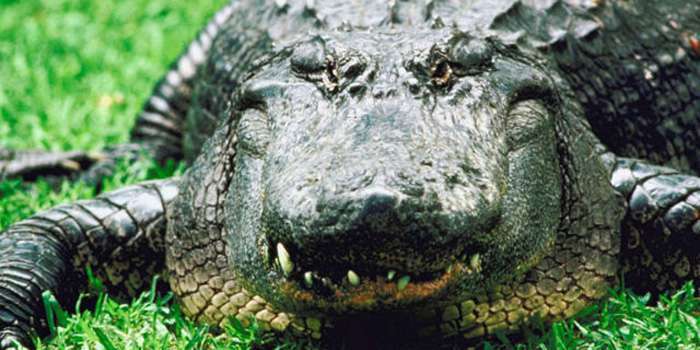 Аллигатор устроил себе экскурсию в китайском супермаркете