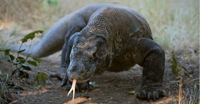 Кровь комодских варанов содержит восемь антимикробных веществ против супербактерий – ученые
