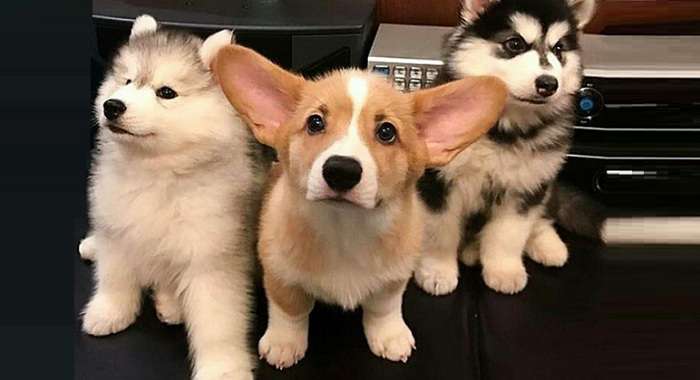 В Крыму планируют создать зоопатруль