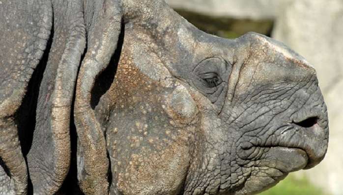 Работники чешского зоопарка оставили носорога без рога (ВИДЕО)