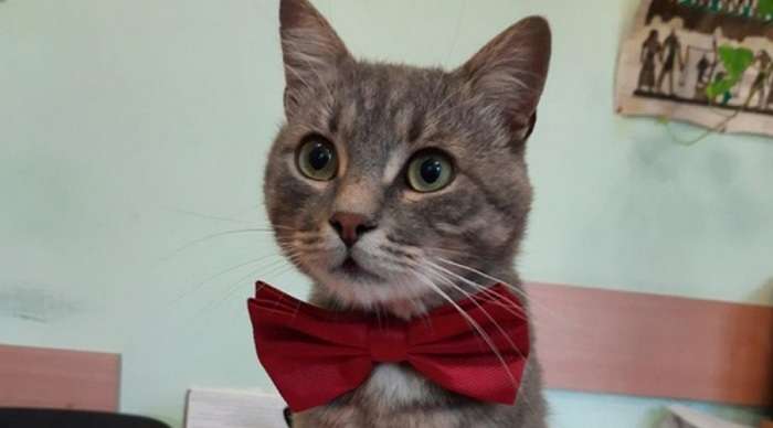 В Черновцах трудоустроили кота