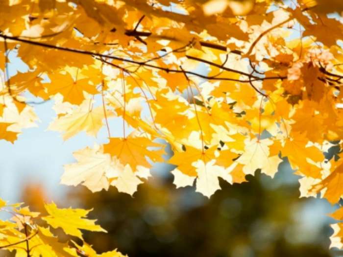 Прогноз погоды на 5 ноября: Тепло, даже до плюс 21