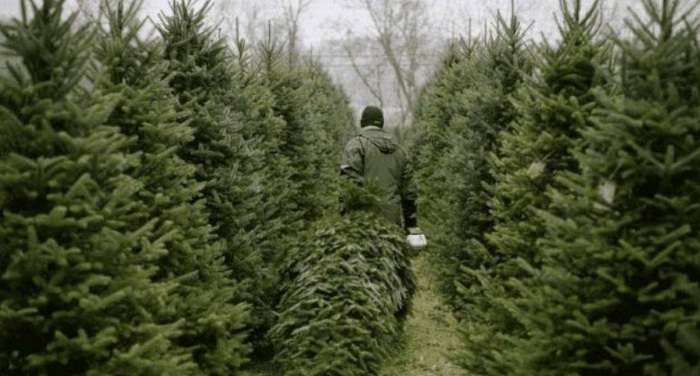 Ми їх виростили – Голова Держлісагентства закликав українців купувати живі ялинки