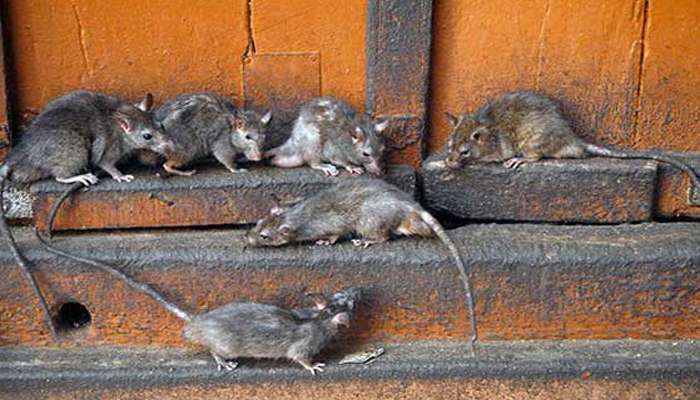 На один з районів Нью-Йорка напали щурі