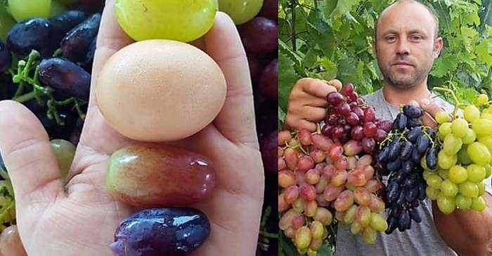 Украинец научился выращивать гигантский виноград