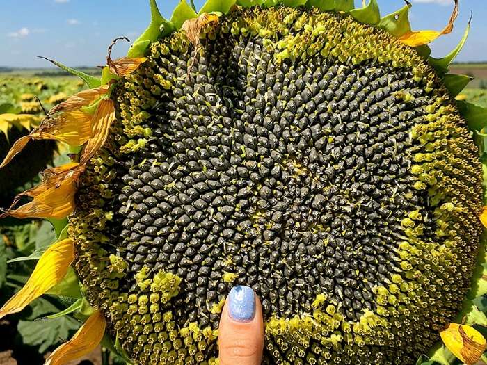 Какие семена подсолнечника приобретать для фермерского хозяйства