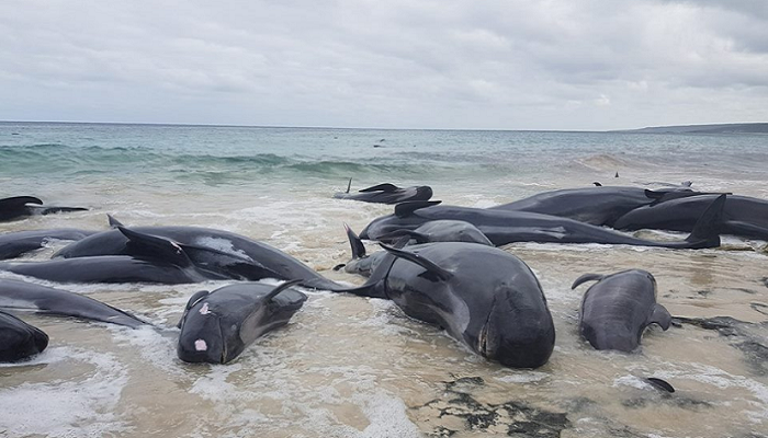 Более 100 дельфинов погибли, выбросившись на пляж Австралии