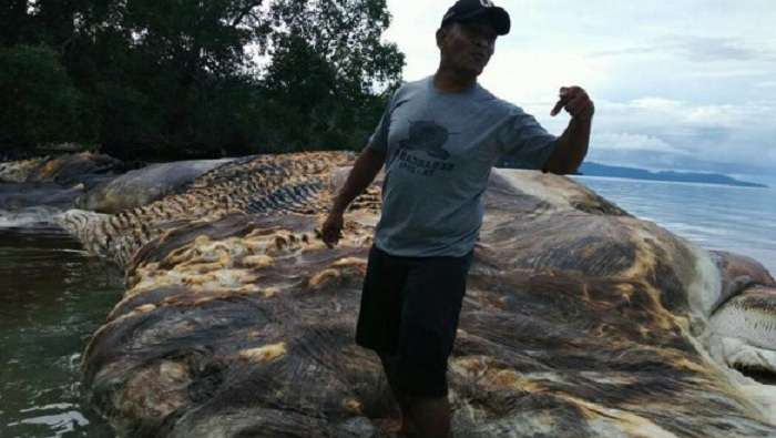 На берег Индонезии выбросило тушу загадочного животного-гиганта (ВИДЕО)